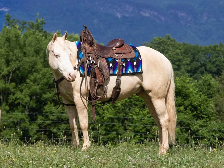 American Quarter Horse Wałach 5 lat 152 cm Cremello in Chatsworth, GA