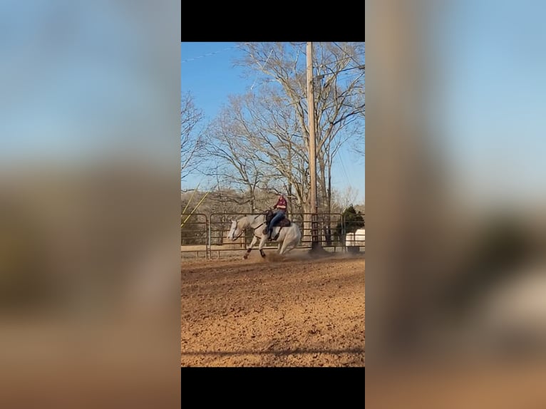 American Quarter Horse Wałach 5 lat 152 cm Cremello in Chatsworth, GA