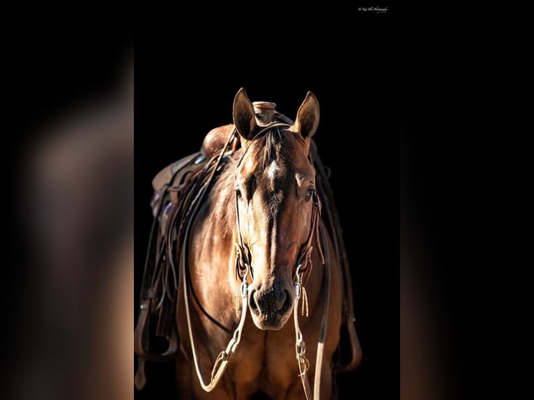 American Quarter Horse Wałach 5 lat 152 cm Gniada in Buffalo, MO