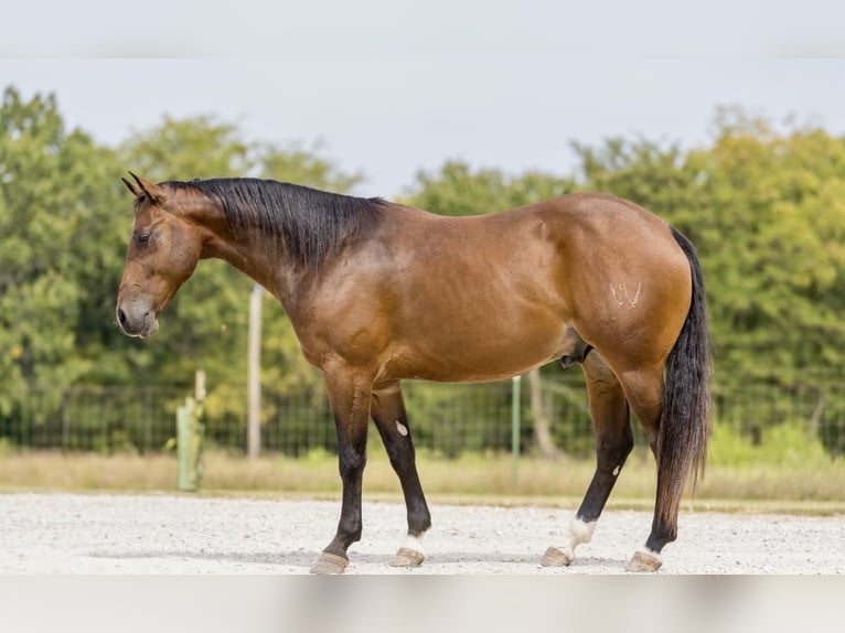 American Quarter Horse Wałach 5 lat 152 cm Gniada in Marshall, MO