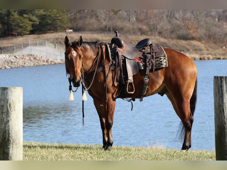 American Quarter Horse Wałach 5 lat 152 cm Gniada in Rebersburg, PA