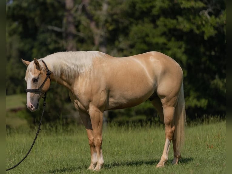 American Quarter Horse Wałach 5 lat 152 cm Izabelowata in Vicksburg, MS