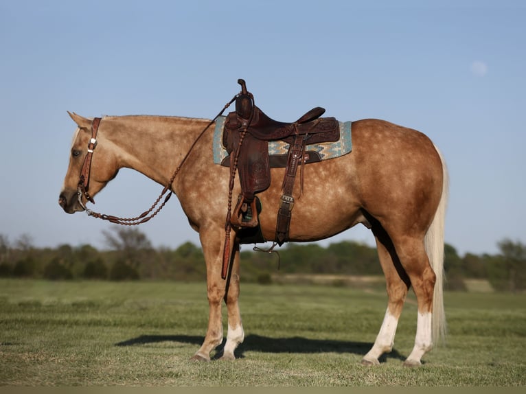 American Quarter Horse Wałach 5 lat 152 cm Izabelowata in Buffalo