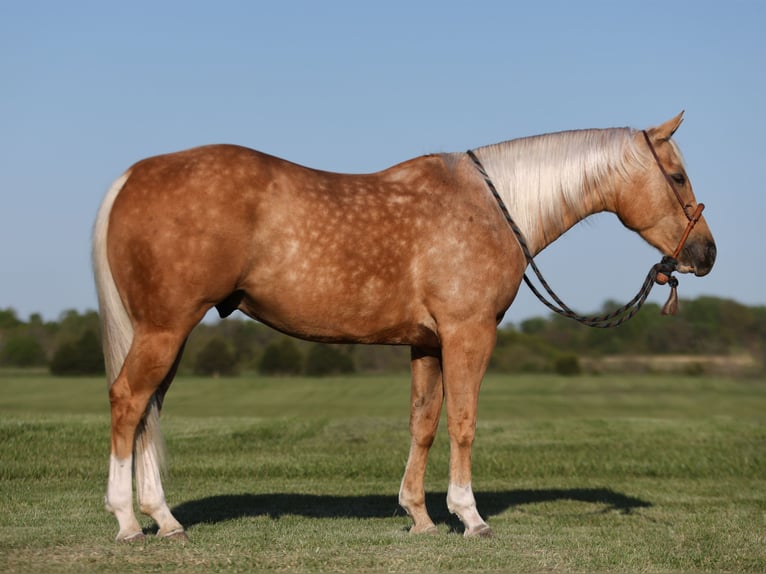 American Quarter Horse Wałach 5 lat 152 cm Izabelowata in Buffalo