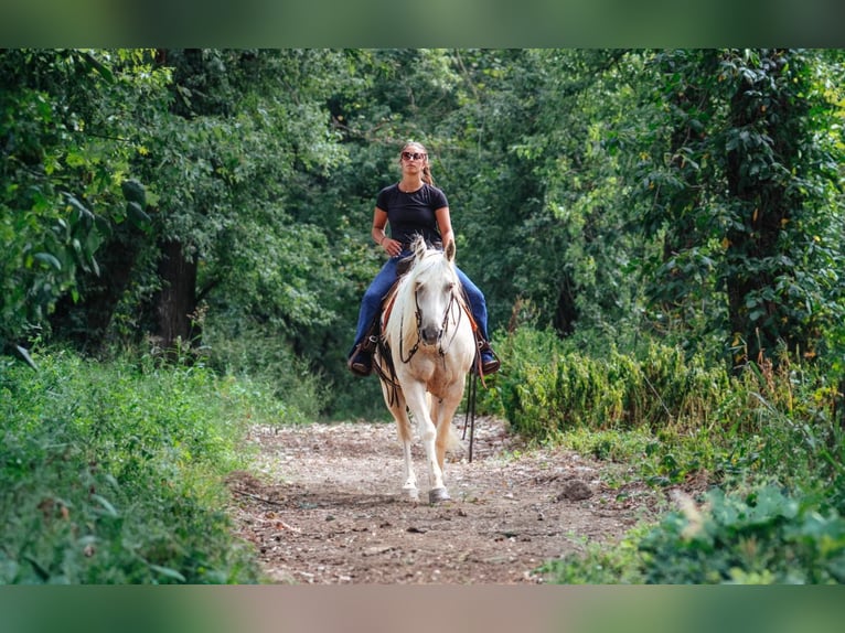 American Quarter Horse Wałach 5 lat 152 cm Izabelowata in Stephenville, TX