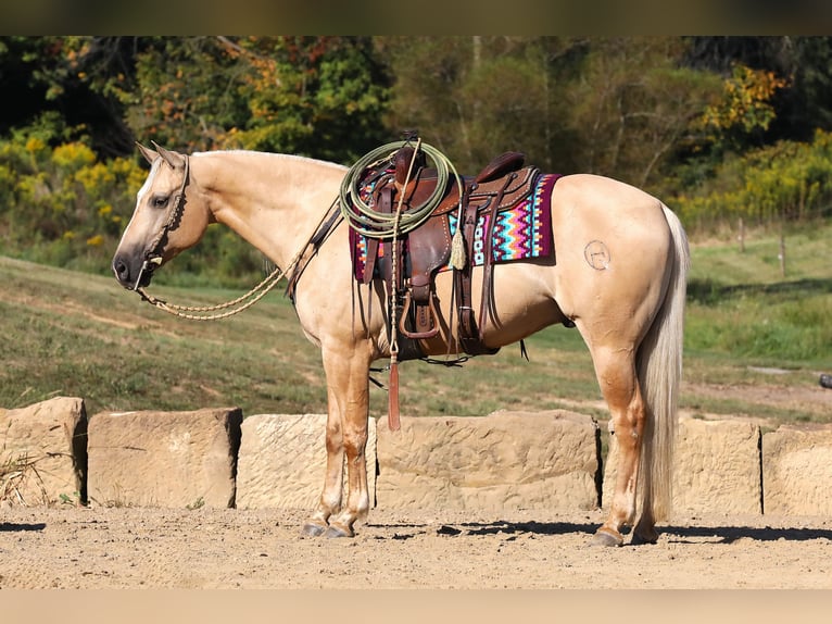 American Quarter Horse Wałach 5 lat 152 cm Izabelowata in Millersburg