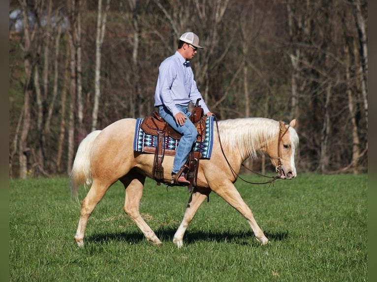 American Quarter Horse Wałach 5 lat 152 cm Izabelowata in SOMERSET, KY