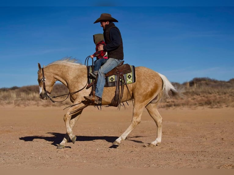 American Quarter Horse Wałach 5 lat 152 cm Izabelowata in Marshall, MO