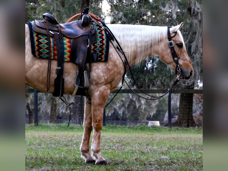American Quarter Horse Wałach 5 lat 152 cm Izabelowata in Millersburg