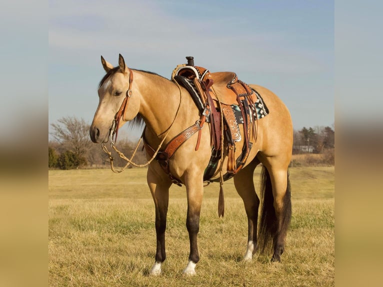 American Quarter Horse Wałach 5 lat 152 cm Jelenia in Buffalo