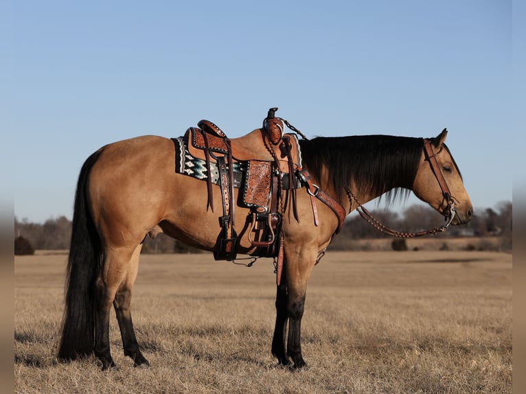 American Quarter Horse Wałach 5 lat 152 cm Jelenia in Buffalo