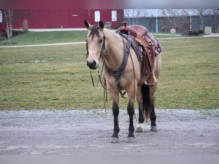 American Quarter Horse Wałach 5 lat 152 cm Jelenia in Fresno
