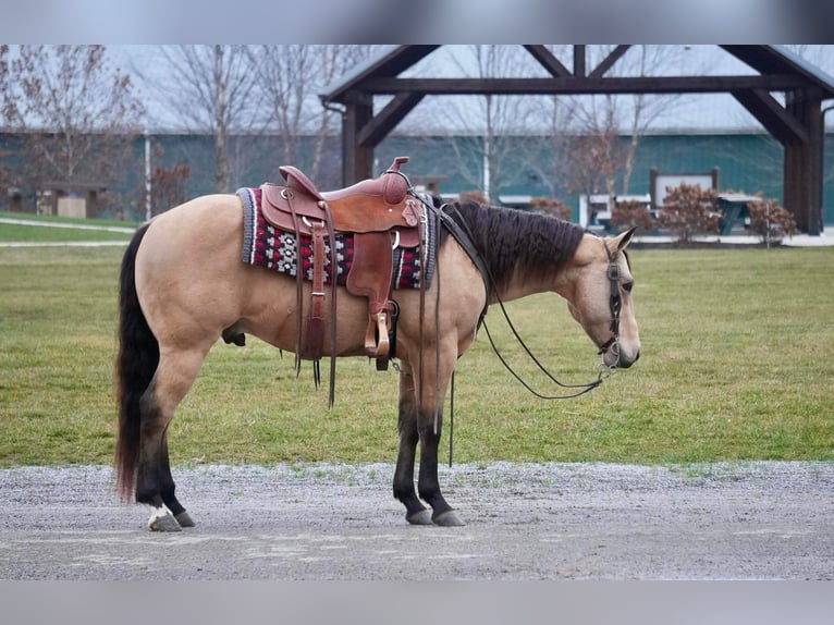 American Quarter Horse Wałach 5 lat 152 cm Jelenia in Fresno