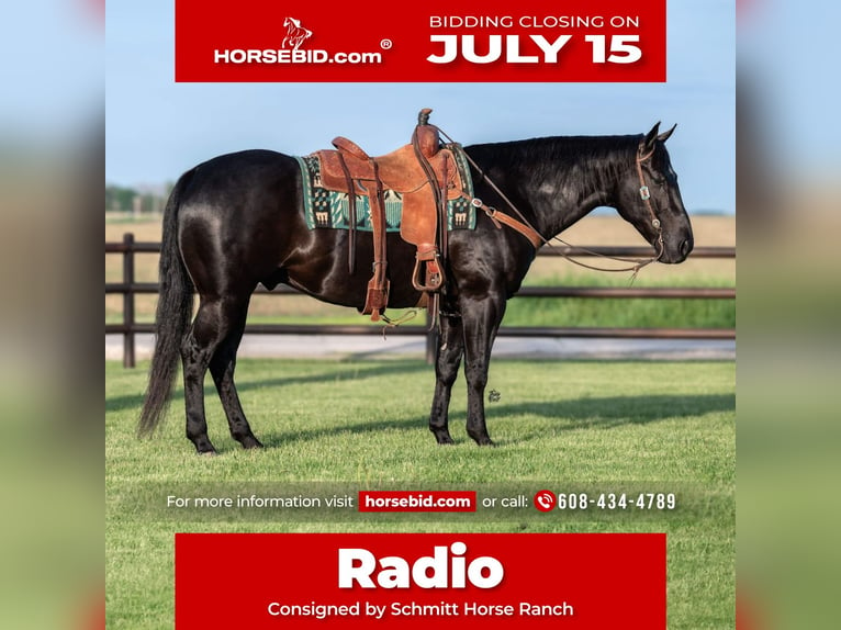 American Quarter Horse Wałach 5 lat 152 cm Kara in Holland, IA