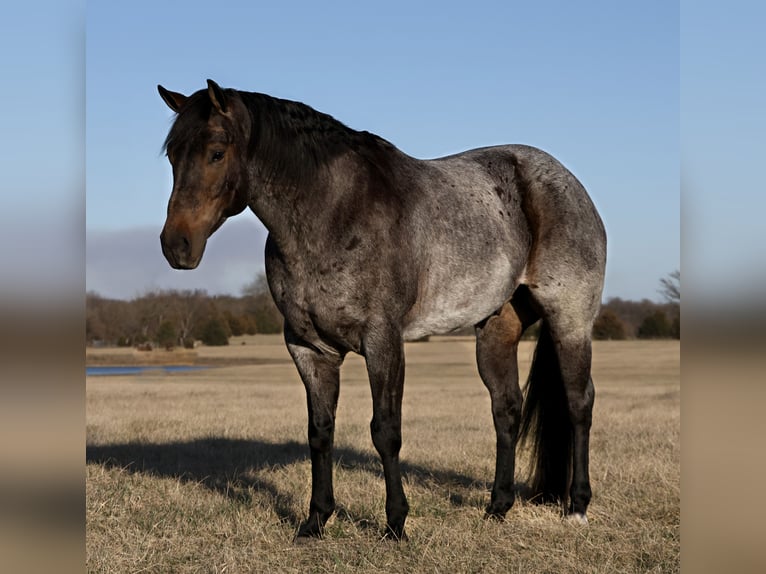 American Quarter Horse Wałach 5 lat 152 cm Karodereszowata in Buffalo
