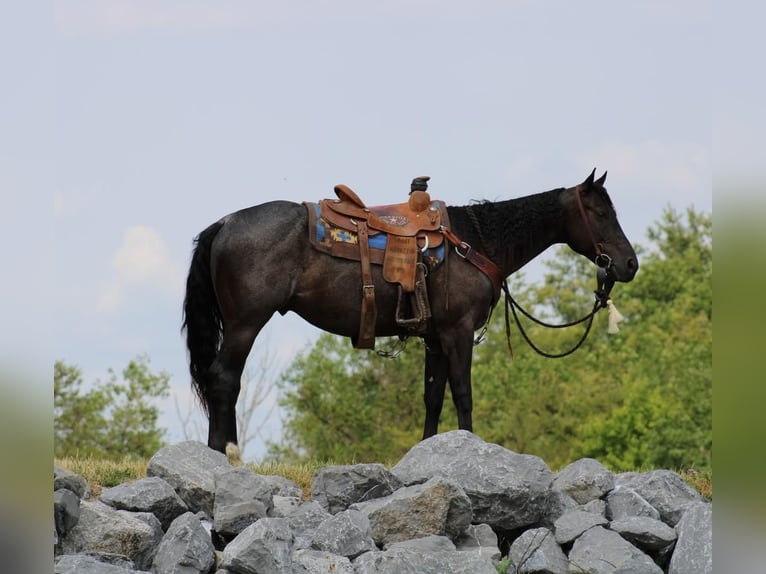 American Quarter Horse Wałach 5 lat 152 cm Karodereszowata in Rebersburg, PA