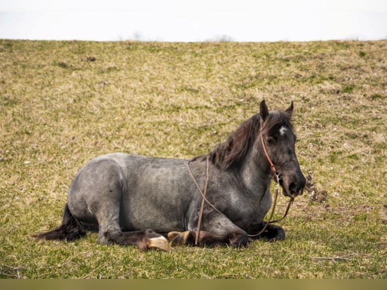 American Quarter Horse Wałach 5 lat 152 cm Karodereszowata in Middletown OH