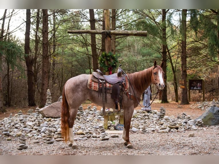 American Quarter Horse Wałach 5 lat 152 cm Kasztanowatodereszowata in Middletown oh