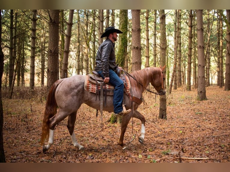American Quarter Horse Wałach 5 lat 152 cm Kasztanowatodereszowata in Middletown oh