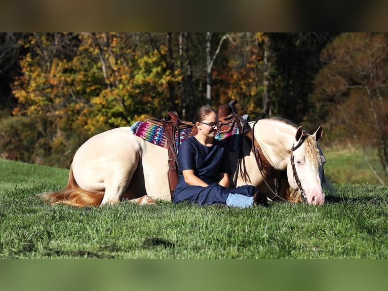 American Quarter Horse Wałach 5 lat 152 cm Perlino in Millersburg