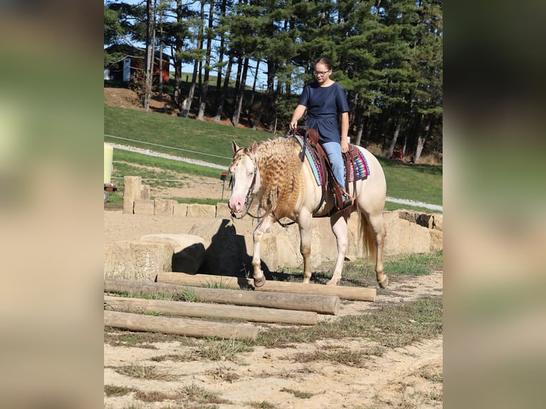 American Quarter Horse Wałach 5 lat 152 cm Perlino in Millersburg