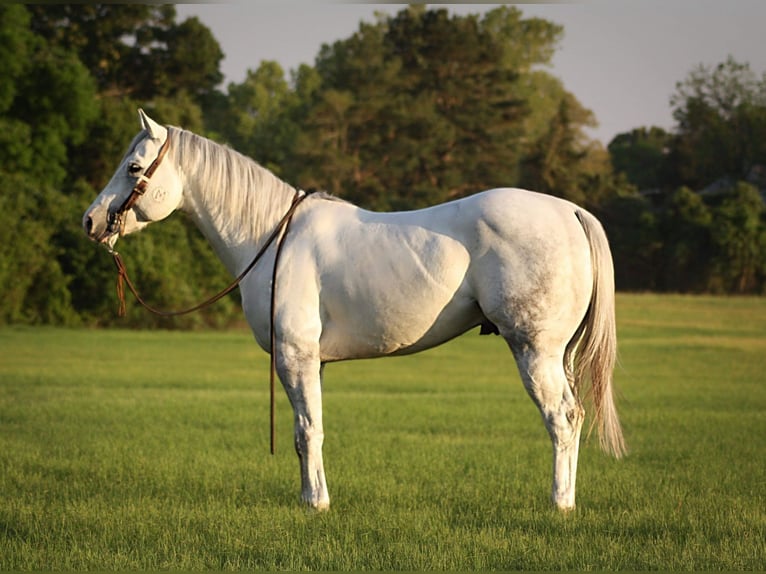 American Quarter Horse Wałach 5 lat 152 cm Siwa jabłkowita in Grapeland TX