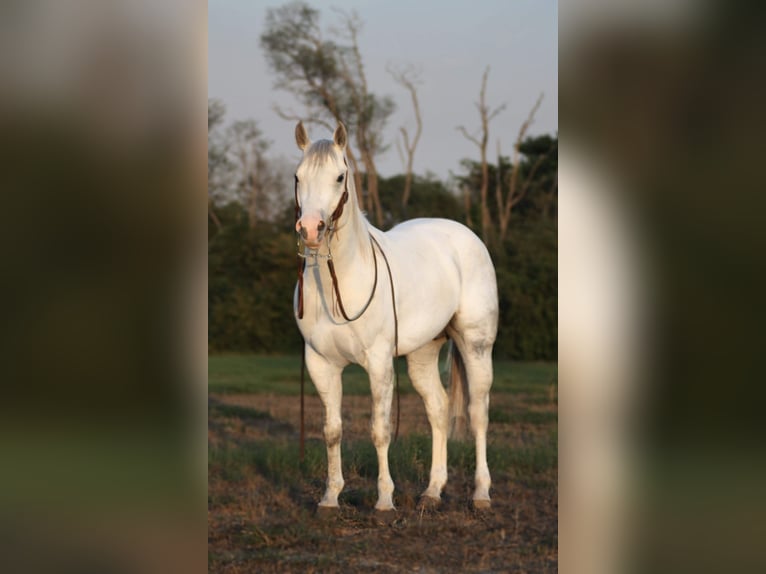 American Quarter Horse Wałach 5 lat 152 cm Siwa jabłkowita in Grapeland TX