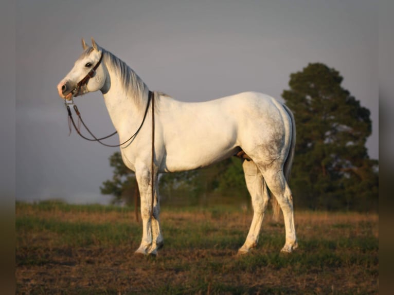 American Quarter Horse Wałach 5 lat 152 cm Siwa jabłkowita in Grapeland TX