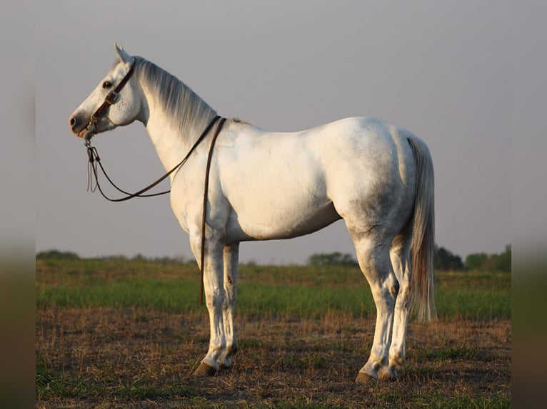 American Quarter Horse Wałach 5 lat 152 cm Siwa jabłkowita in Grapeland TX