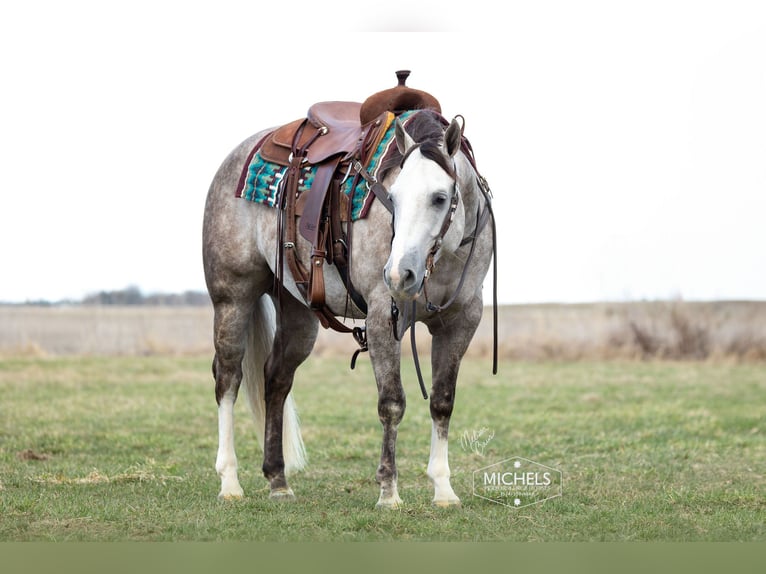 American Quarter Horse Wałach 5 lat 152 cm Siwa in River Falls