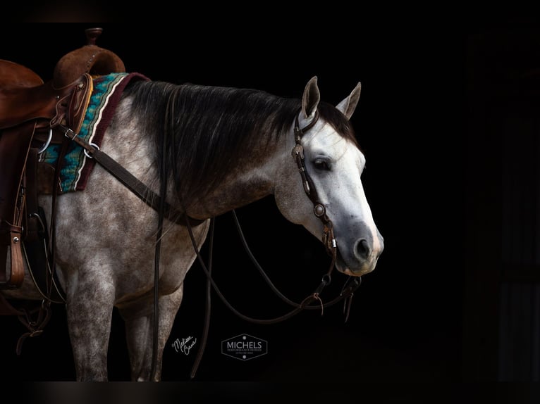 American Quarter Horse Wałach 5 lat 152 cm Siwa in River Falls