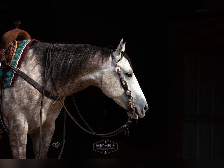 American Quarter Horse Wałach 5 lat 152 cm Siwa in River Falls