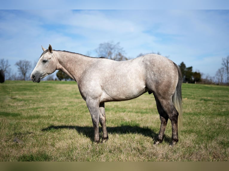 American Quarter Horse Wałach 5 lat 152 cm Siwa in Madisonville