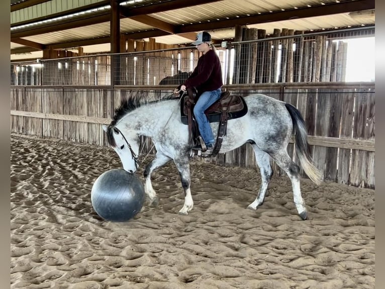 American Quarter Horse Wałach 5 lat 152 cm Siwa in Ravenna, TX