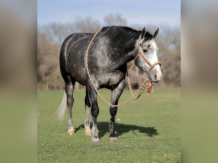 American Quarter Horse Wałach 5 lat 152 cm Siwa in Weatherford