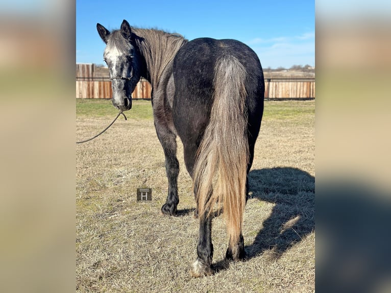 American Quarter Horse Wałach 5 lat 152 cm Siwa in Jacksboro TX