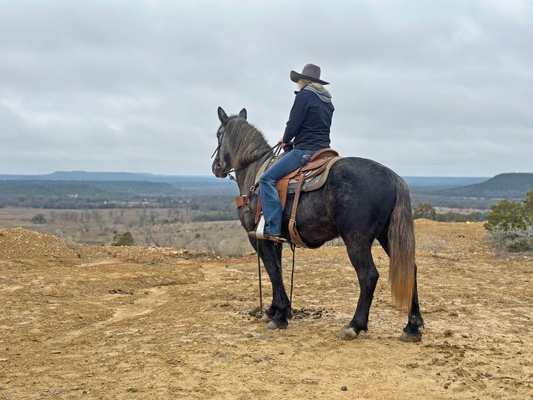 American Quarter Horse Wałach 5 lat 152 cm Siwa in Jacksboro TX