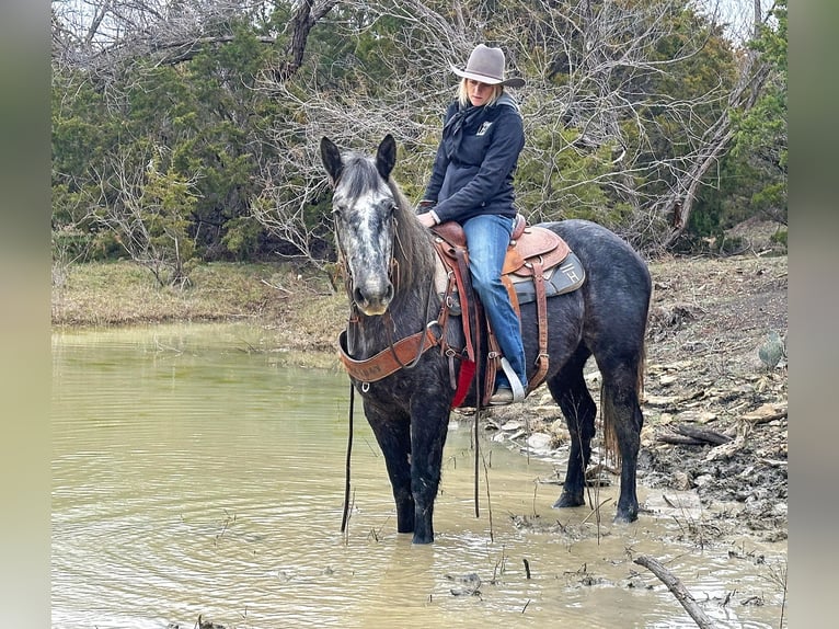 American Quarter Horse Wałach 5 lat 152 cm Siwa in Jacksboro TX