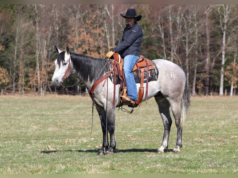 American Quarter Horse Wałach 5 lat 152 cm Siwa in Clarion, PA