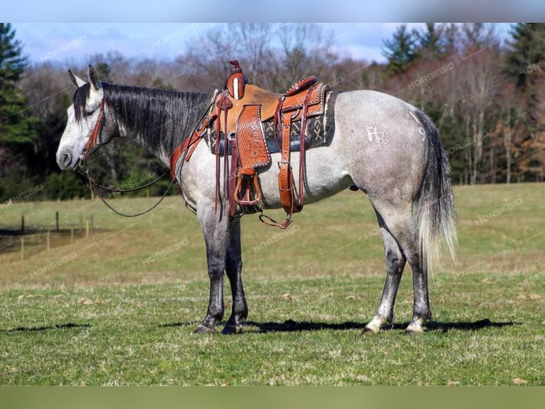 American Quarter Horse Wałach 5 lat 152 cm Siwa in Clarion, PA