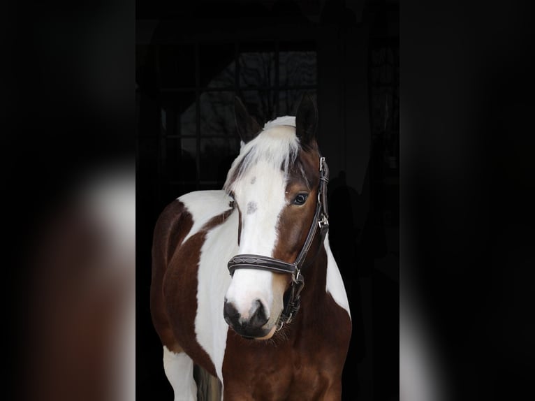 American Quarter Horse Wałach 5 lat 152 cm Tobiano wszelkich maści in Howell MI