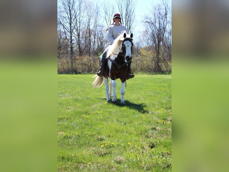 American Quarter Horse Wałach 5 lat 152 cm Tobiano wszelkich maści in Howell MI