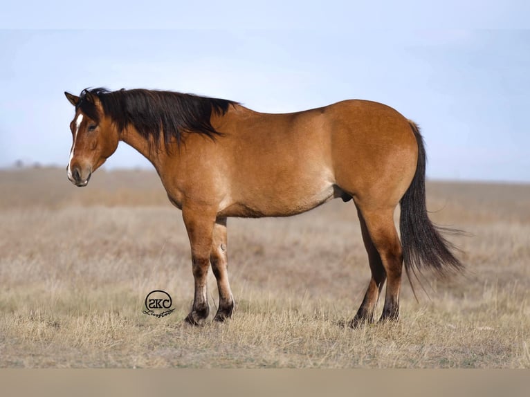 American Quarter Horse Wałach 5 lat 155 cm Bułana in Canyon, TX