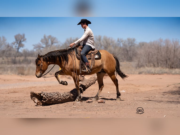 American Quarter Horse Wałach 5 lat 155 cm Bułana in Canyon, TX
