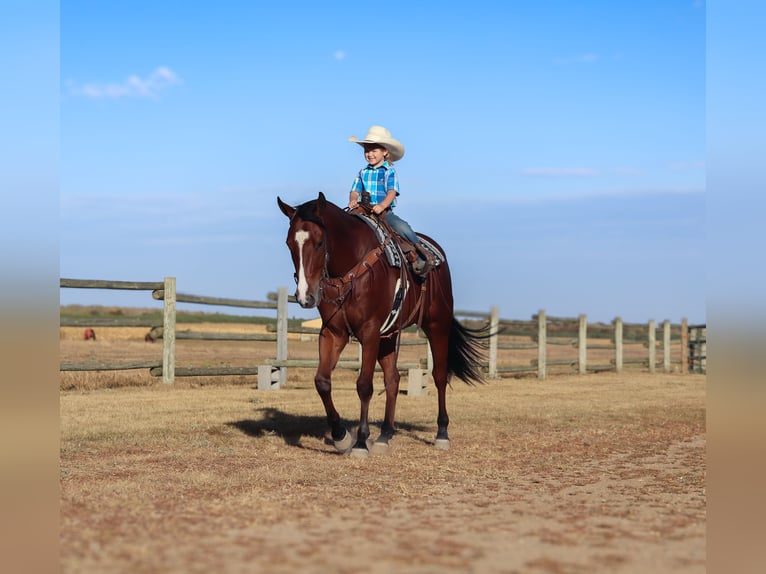 American Quarter Horse Wałach 5 lat 155 cm Gniada in Nevis, MN