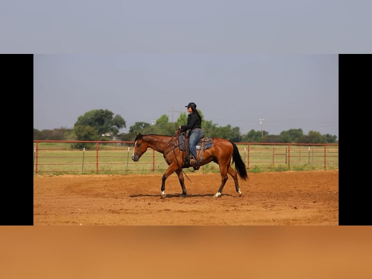 American Quarter Horse Wałach 5 lat 155 cm Gniada in Granbury TX