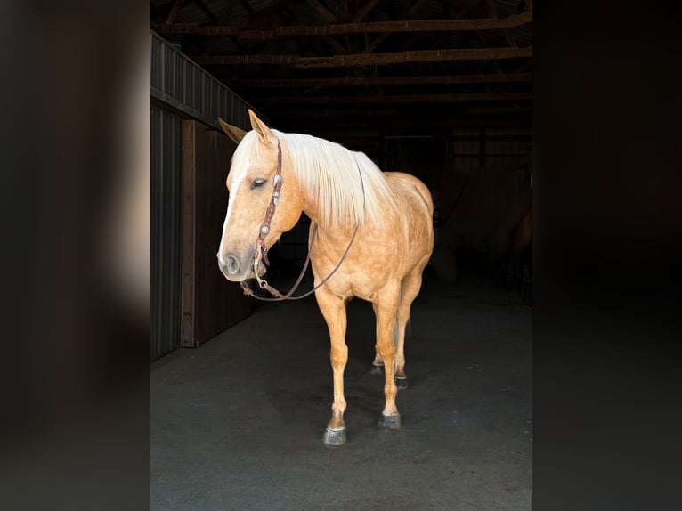 American Quarter Horse Wałach 5 lat 155 cm Izabelowata in Palmyra