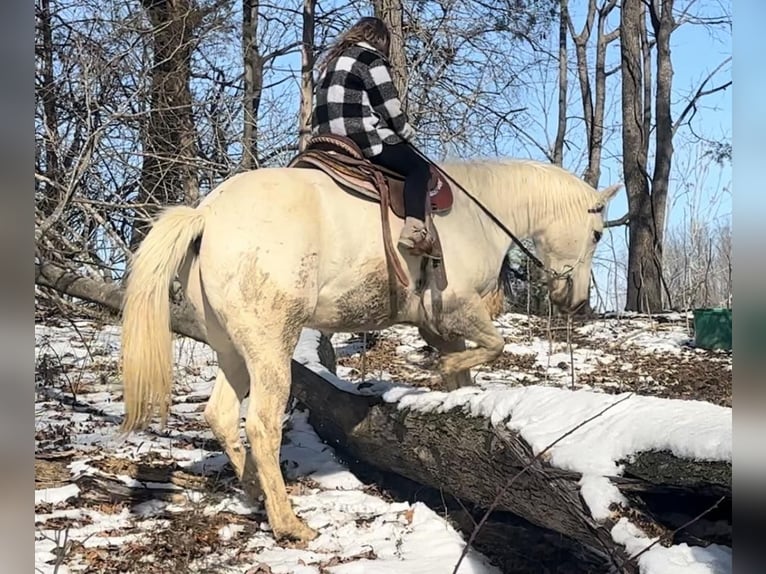 American Quarter Horse Wałach 5 lat 155 cm Izabelowata in Tompkinsville Ky