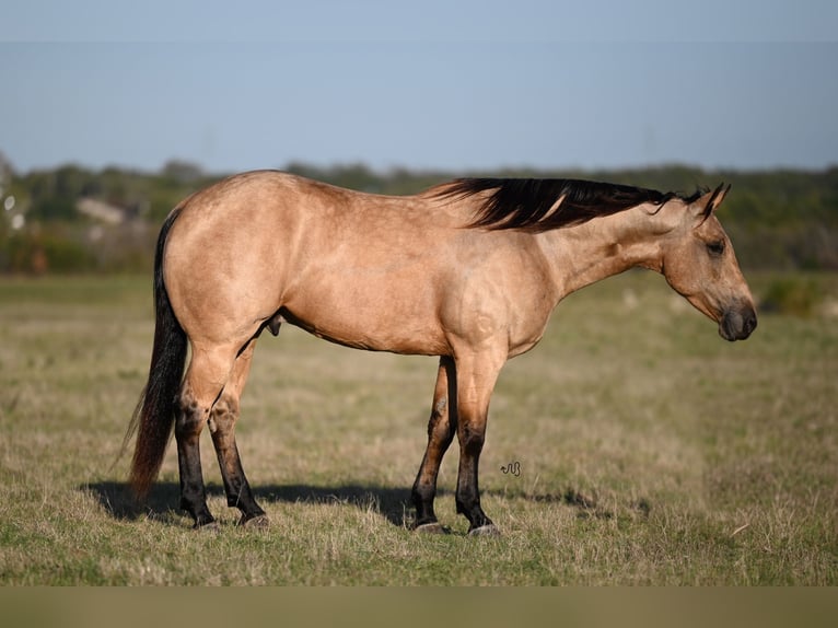 American Quarter Horse Wałach 5 lat 155 cm Jelenia in Canyon, TX