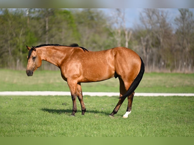 American Quarter Horse Wałach 5 lat 155 cm Jelenia in Waco